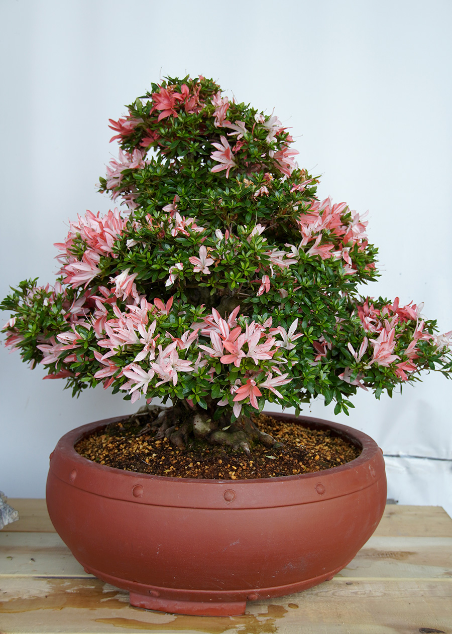 作品详情 皓月杜鹃(彩晃) 作品描述 日本皋月系杜鹃 这棵树是超级土豪