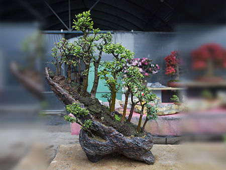 建阳网络公司的蓬勃发展